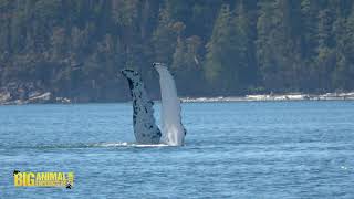 Humpback Whale Pectoral Slapping