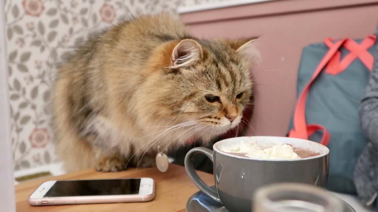 Cat Cafe Liverpool Making furry feline friends! YouTube