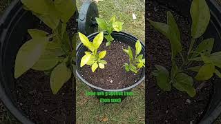 3 new grapefruit trees (from seed)..#grapefruit #citrus #saplings #fruittrees #grow