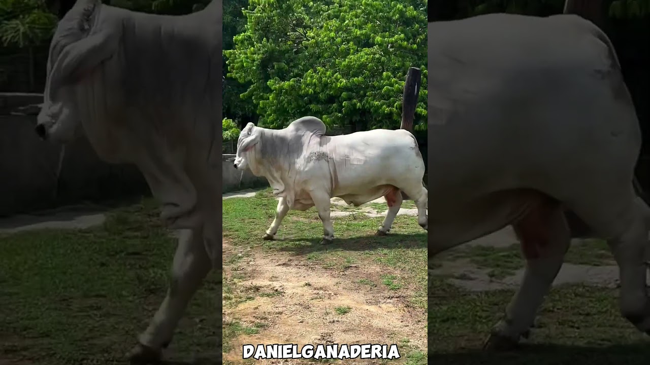 Toro Brahman Gris 🐮