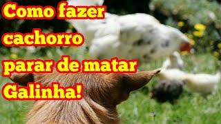 Como Fazer O Cachorro Parar De Matar Galinha!