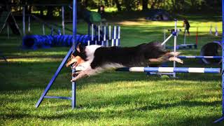 Nessie - agility summer 2020 by Peťa Nováková 1,637 views 3 years ago 3 minutes, 40 seconds