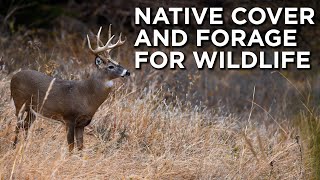 Implementing Native Cover And Forage For Deer, Turkey And Other Wildlife | Habitat Management