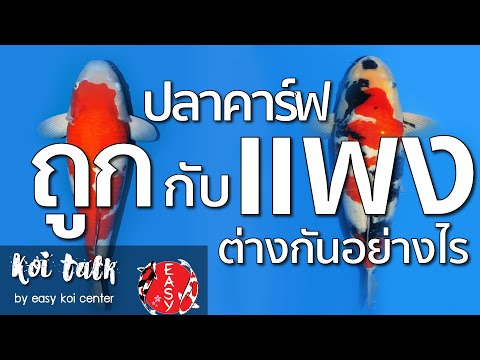 Koi Talk EP.51 ปลาคาร์ฟหลักพันกับหลักแสนต่างกันตรงไหน