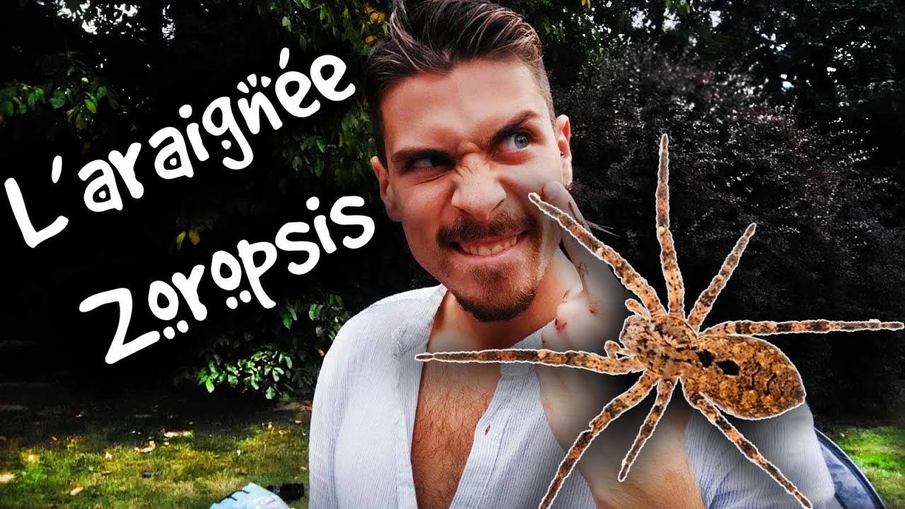L'ARAIGNEE ZOROPSIS ? TOUT SAVOIR ! - ANIMAUXMDE