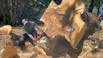 Unstoppable !! Stihl MS 881 chainsaw, cut down 2 trembesi trees.
