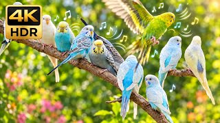 When the Budgie Flock Starts Talking, Everyone Joins In | Happy Budgie Sounds