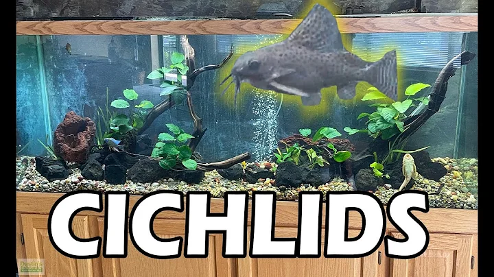 Greenhouse Concrete! Catfish! Healing Loaches! Rel...