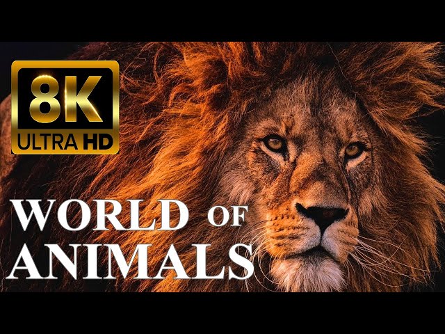 WORLD OF ANIMALS 8K Ultra HD – Animals Around The Planet with REAL Nature Sounds class=