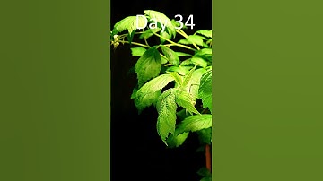 Raspberries fruiting time lapse 🌱