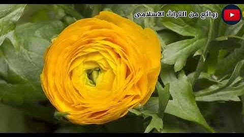 ما تيسر من سورة الاحزاب للقارىء الطفل احمد سعود محسن