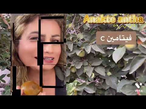 التغذية العلاجية ١٧ هل تعرف فوائد فاكهة الكاكا د لبينة الرحية