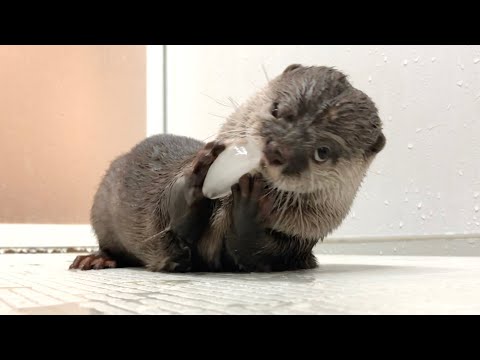 ??????????????????????????????? I gave the otter a big piece of ice and he got super excited!
