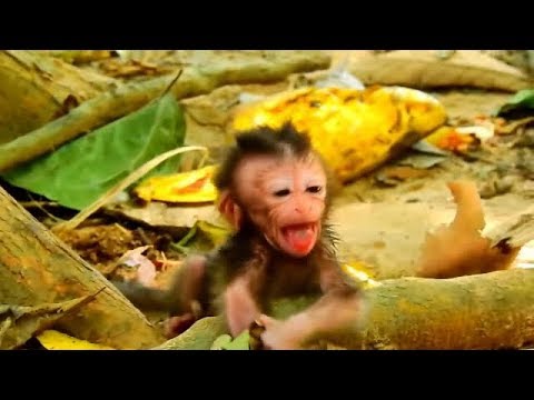 Newborn Baby Monkey Just Born Mom Abandoned Newborn Need Mom Cry Nearly Die