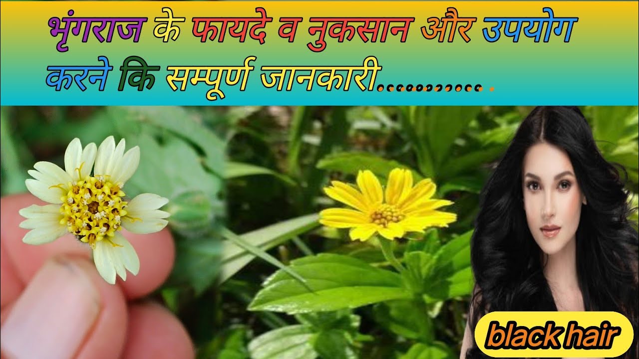bhringraj powder for hair || bhringraj ke fayde aur nukasan ki jankari