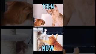 Famous Cats Memesthen Vs Now meme memes nostalgia catmemes