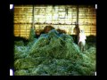 Green Hay - 1947