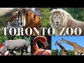Rare moments of animals  toronto zoo