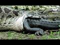 ANACONDA vs CAIMAN | The Deadly River Clash | Nature Animal Documentary