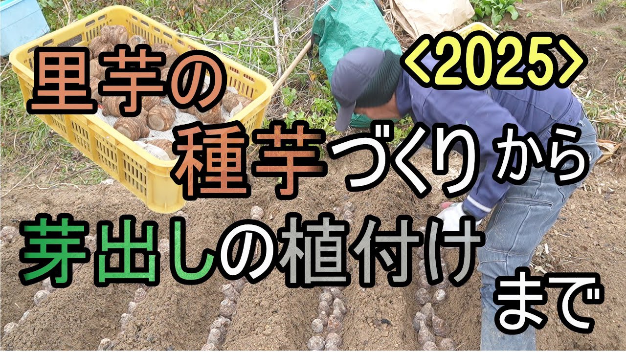 里芋の種芋作りから、芽出しの植え付けまで　（2025年版 里芋の育て方＜松宮農園流＞）