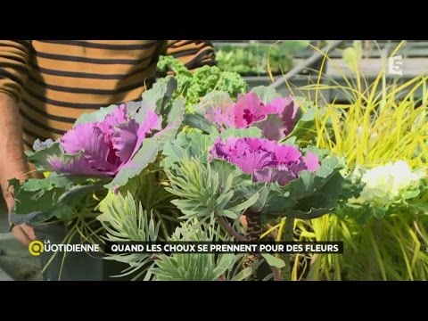 Vidéo: Chou Ornemental Dans Les Parterres De Fleurs