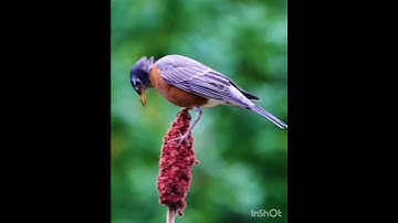 قران كريم ♥️ الحمد لله ♥️ #اكسبلور #قران #viralvideo #duet #دويتو