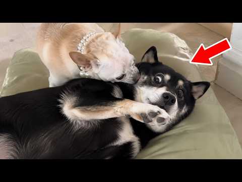 The Most Dramatic Pets Ever Recorded Acting Like the World Is Ending | Best Animal Reactions 😂