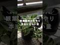 観葉植物の適切な水やりの水量 #観葉植物 #水やり