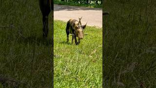 Yine bi terslik var! Bu sefer kaçan domuzlar 😃 #georgia