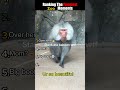 Ranking The Funniest Zoo Moments🤣