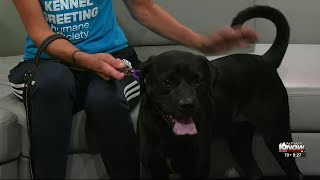 2nd Chance Pet: Rufus