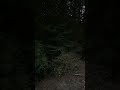 🐈 sounds you don’t want to hear in the woods #hunting