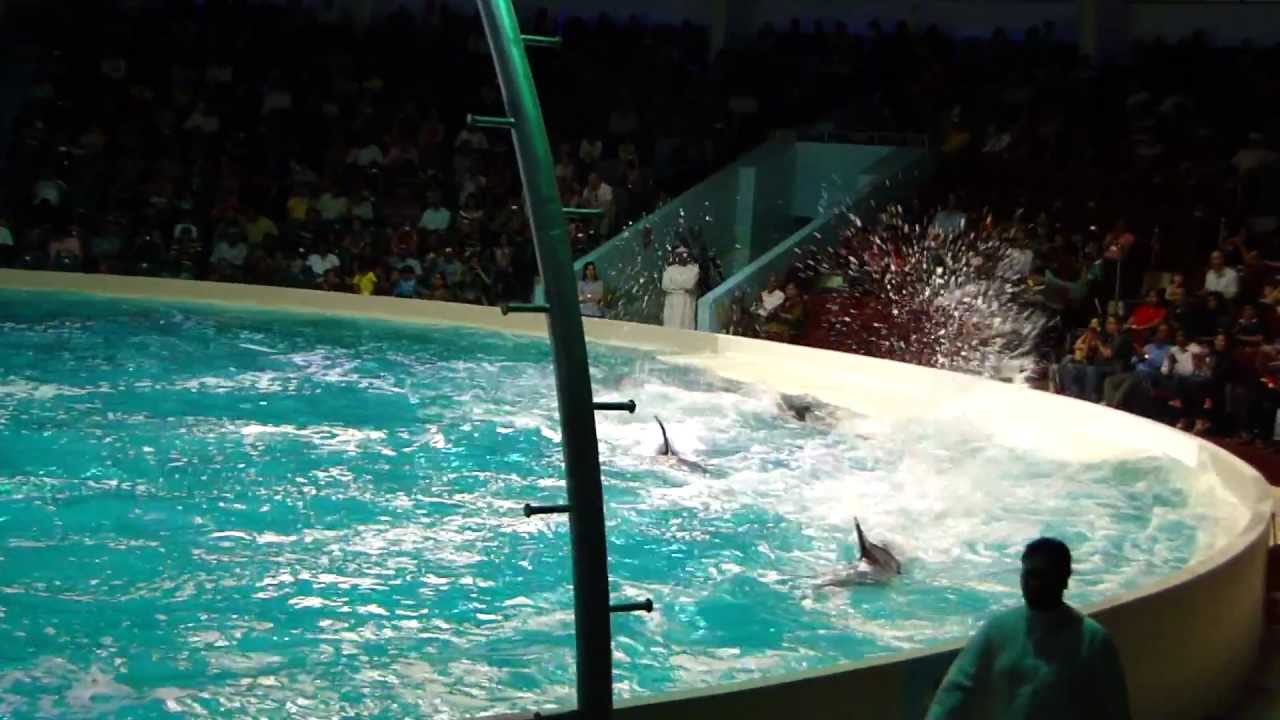 Dubai Dolphin Show in Creek Park with DUA & TAHA part 1 - YouTube