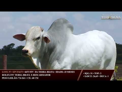 LOTE 37   EPCF 6673