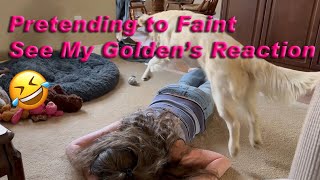 Pretending To Faint To See My Golden's Reaction!🤣#goldenretriever #puppy