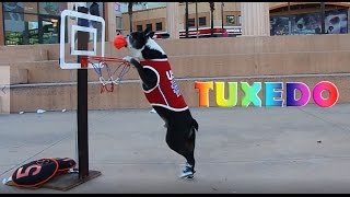 Dog wearing sneakers plays basketball, slam Dunk