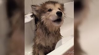 Little Wolfie Finding His Voice