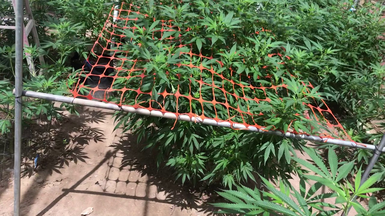 Cali Grow bbbig outdoors how I water and overview update of garden