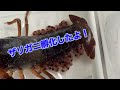 [最も好ましい] ザリガニ 卵 孵化 日数 222521-ザリガニ 卵 孵化 日数