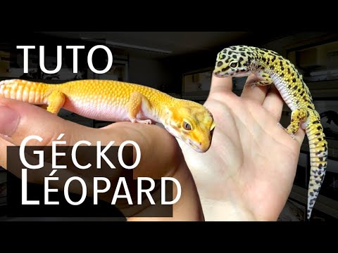 Vidéo: Geckos 101: Soins de base pour le gecko léopard (logement, régime alimentaire, histoire naturelle)