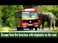 Escape from the ferocious wild elephants on the road | सड़क पर क्रूर जंगली हाथियों से बचें