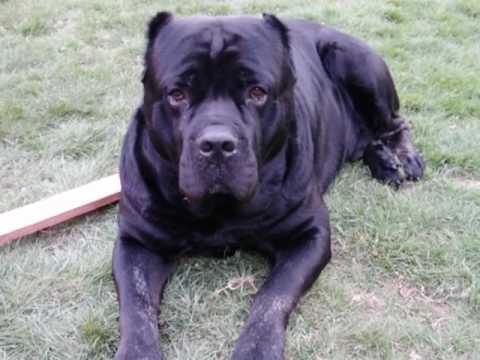 Diesel Cane Corso Youtube