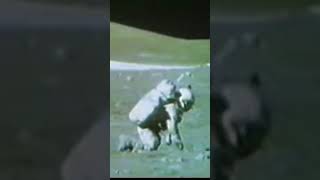 Apollo 16 - Charlie Duke Falls Over On The Moon