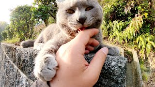 ロシアンブルーみたいな灰色猫をモフると手を舐めてくれた