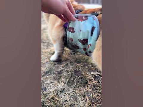 Прогулочная попона 👍🏼 #корги #мопс #попона_для_собак #corgi #pug # ...
