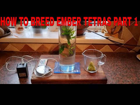 How To Breed Ember Tetras Part One.