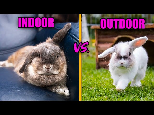 INDOOR RABBITS VS. OUTDOOR RABBITS: The Differences class=