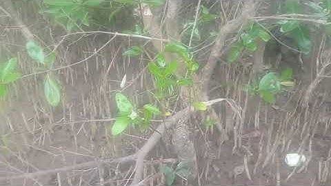 Xem cảnh bắt ốc len trong rừng ngập mặn Cà Mau.