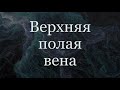 Верхняя полая вена