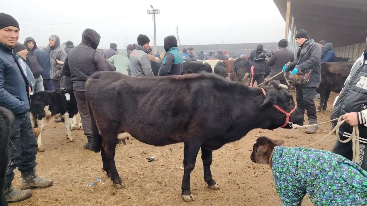 Sirdaryo tumani molbozoridagi sog'in sigir narxlari. 09.01.2026. 